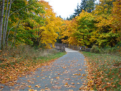 A leaf-strewn path in Colwood during autumn, leading to a bridge